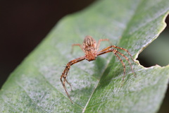 Hamadruas sikkimensis