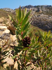 Leucadendron gydoense