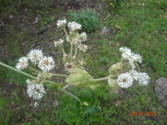 Psacalium cirsiifolium
