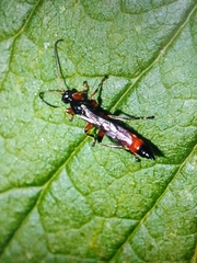 Ichneumonidae