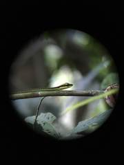 Dendrelaphis formosus