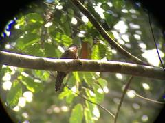 Cacomantis variolosus