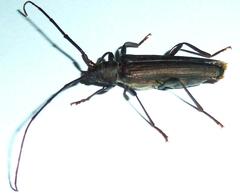 Xystrocera erosa