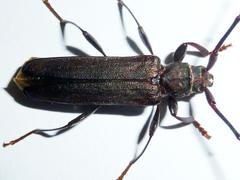 Xystrocera erosa