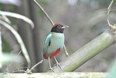 Pitta sordida cucullata