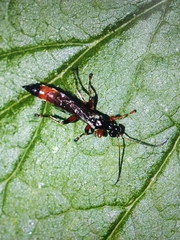 Ichneumonidae