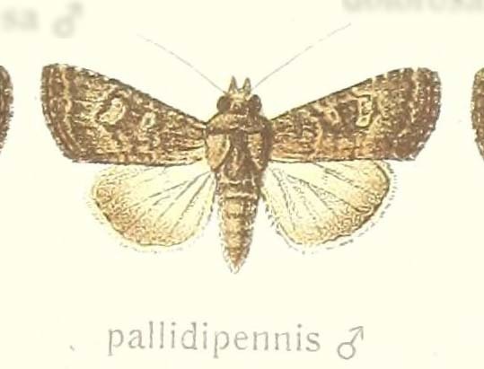 Prospalta pallidipennis