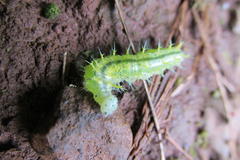 Cymothoe alcimeda trimeni