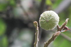 Cymothoe alcimeda trimeni