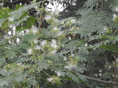 Albizia odoratissima