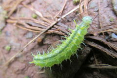 Cymothoe alcimeda trimeni