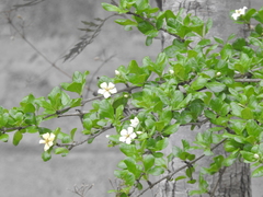 Catunaregam taylorii