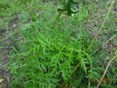 Psacalium cirsiifolium