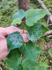 Phyllocnistis labyrinthella