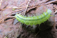 Cymothoe alcimeda trimeni