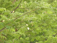 Albizia amara