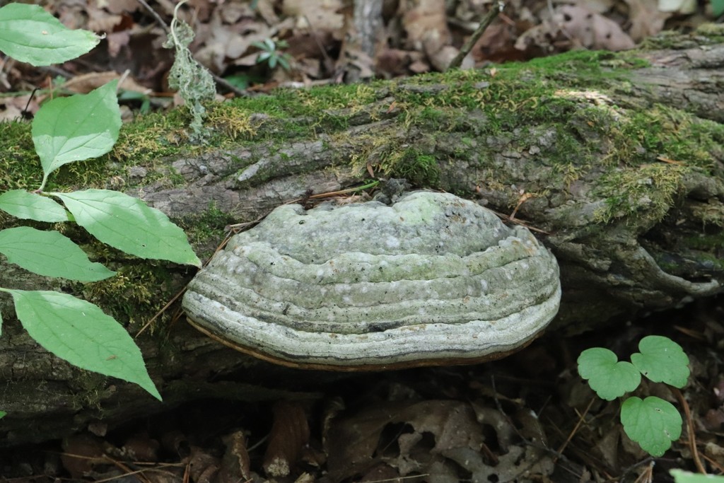 Fomes fomentarius · August 2021 · photo: © ninacourlee (iNaturalist, cc-by)