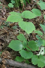 Phryma