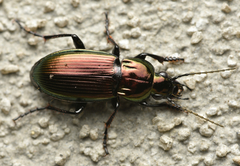 Poecilus lepidus