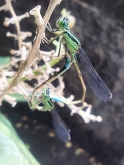 Ischnura saharensis