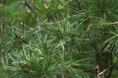 Pinus koraiensis