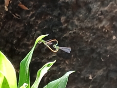 Ischnura saharensis