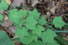 Ribes maximoviczianum