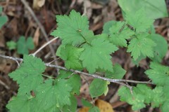 Ribes maximoviczianum