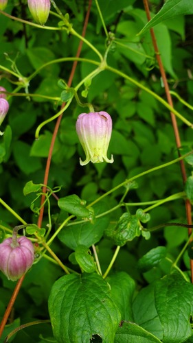 Pitcher's Clematis