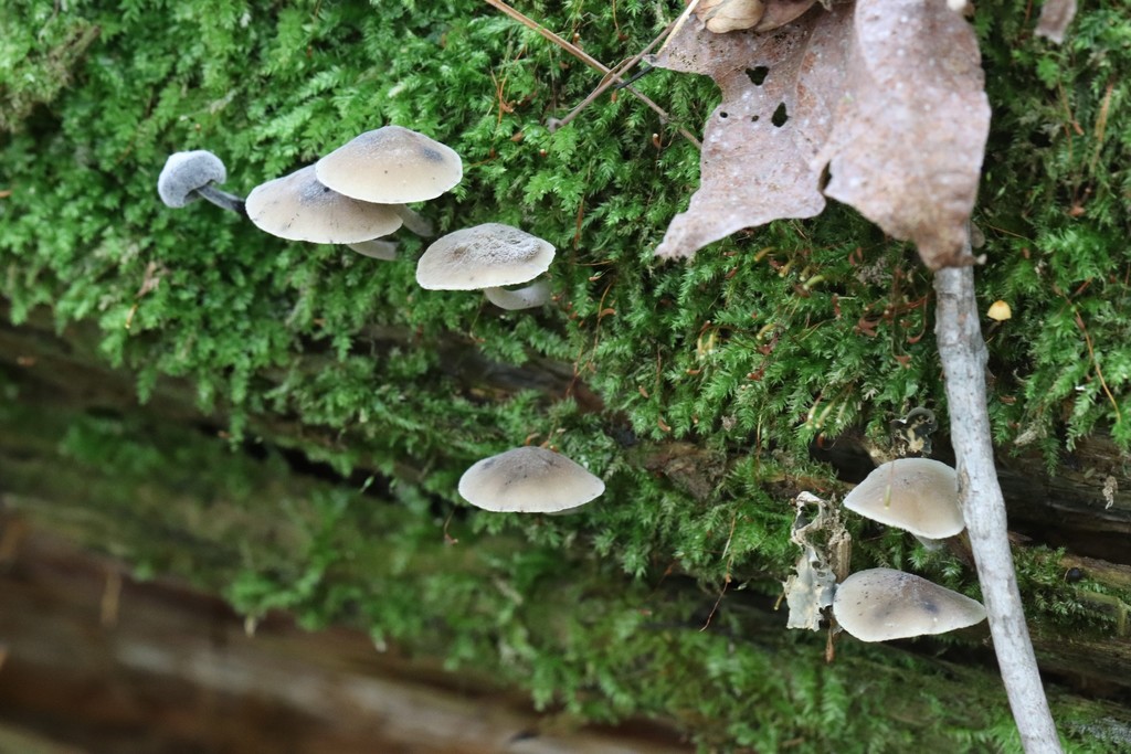 Hydropus atramentosus · August 2021 · photo: © ninacourlee (iNaturalist, cc-by)