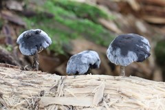 Hydropus atramentosus