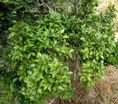 Maytenus acuminata acuminata