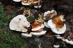 Heterobasidion orientale