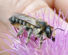 Megachile maritima