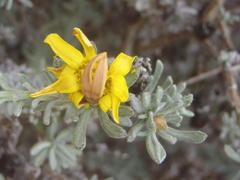 Oedera humilis