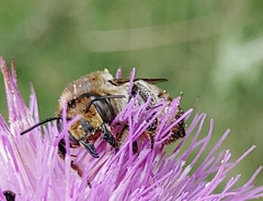 Megachile maritima