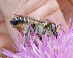 Megachile maritima