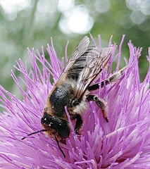 Megachile maritima