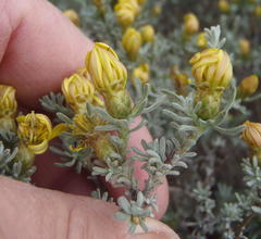 Oedera humilis
