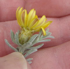 Oedera humilis