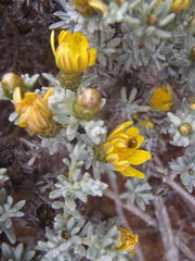 Oedera humilis