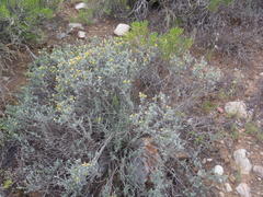 Oedera humilis