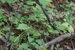 Parasenecio auriculatus