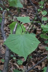 Parasenecio auriculatus