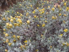 Oedera humilis