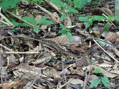 Xenodon rabdocephalus