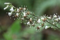 Parasenecio auriculatus