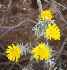 Oedera humilis