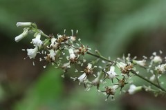 Parasenecio auriculatus