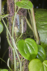 Peperomia urocarpoides